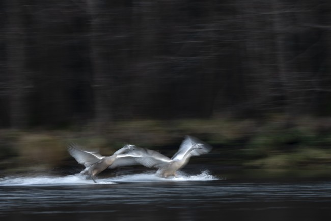 Ewa Przeździecka, Ewa Przezdziecka, photography, wildlife photographer