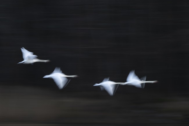 Ewa Przezdziecka, Ewa Przeździecka, wildlife photography